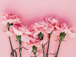 Preview wallpaper carnation, flowers, petals, pink