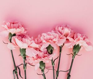 Preview wallpaper carnation, flowers, petals, pink