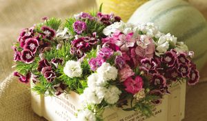 Preview wallpaper carnations, colorful, bouquet, box, grass