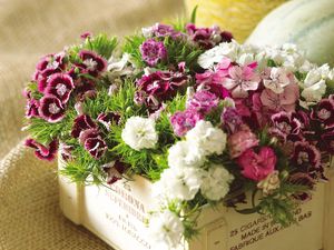 Preview wallpaper carnations, colorful, bouquet, box, grass