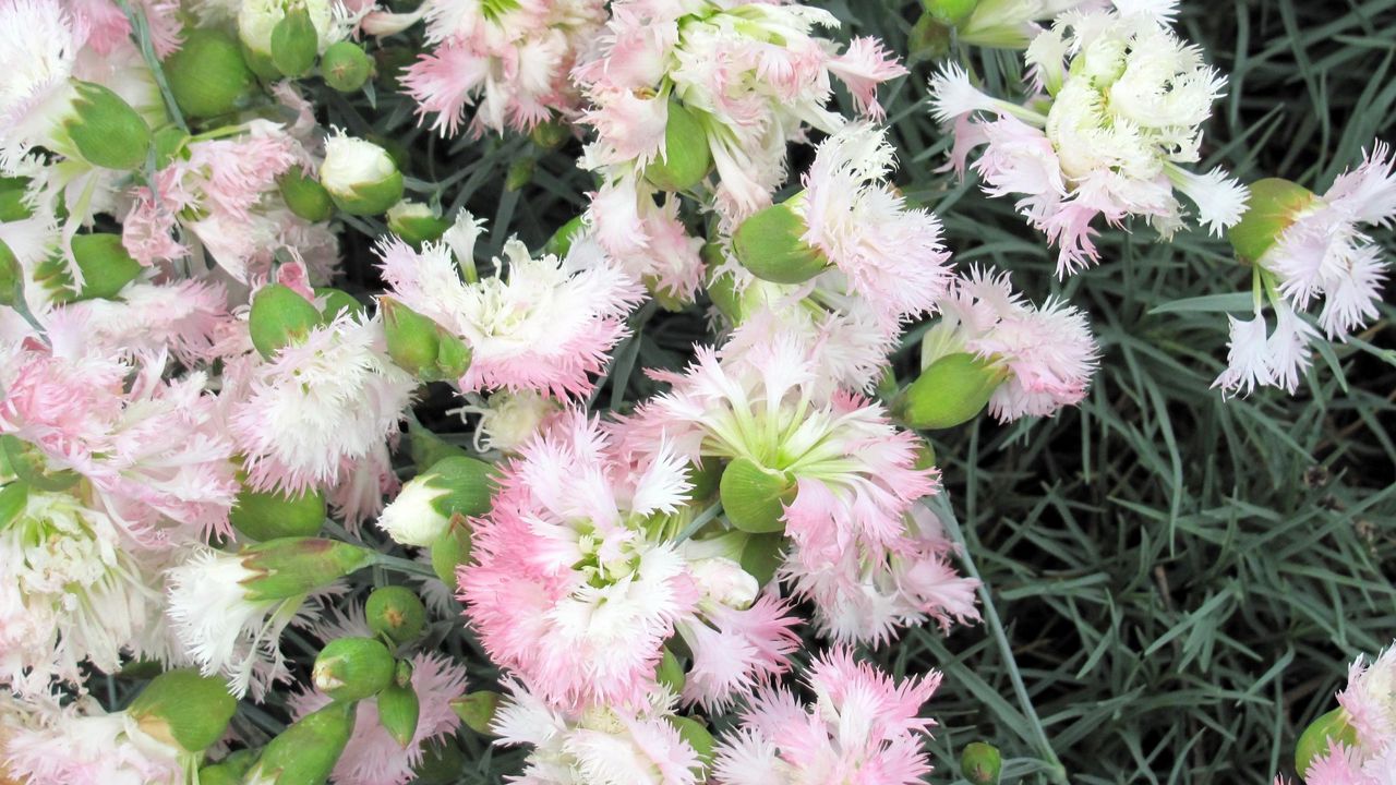 Wallpaper carnations, flower, terry, gentle, herbs, garden