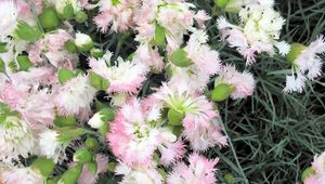 Preview wallpaper carnations, flower, terry, gentle, herbs, garden
