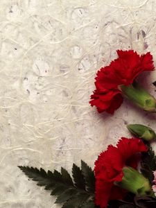 Preview wallpaper carnations, flowers, bouquet, drops, leaves, fresh