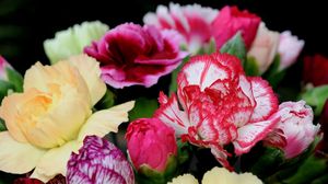 Preview wallpaper carnations, flowers, bright, two-color, bouquet