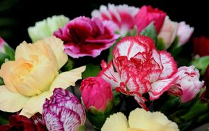 Preview wallpaper carnations, flowers, bright, two-color, bouquet