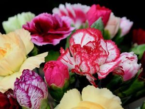 Preview wallpaper carnations, flowers, bright, two-color, bouquet