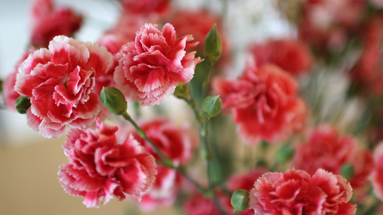 Wallpaper carnations, flowers, bush, sharpness