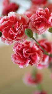 Preview wallpaper carnations, flowers, bush, sharpness