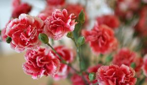 Preview wallpaper carnations, flowers, bush, sharpness