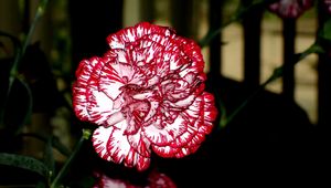 Preview wallpaper carnations, flowers, colorful, close-up