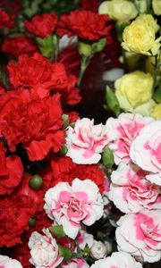 Preview wallpaper carnations, flowers, different, bright, bush