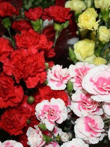 Preview wallpaper carnations, flowers, different, bright, bush