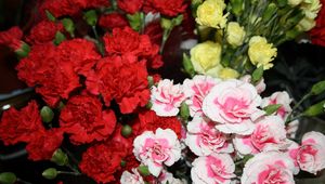 Preview wallpaper carnations, flowers, different, bright, bush