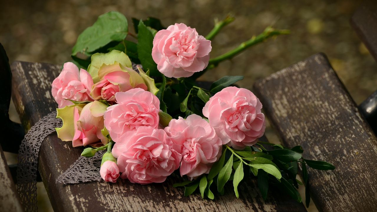 Wallpaper carnations, flowers, flower, pink