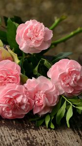 Preview wallpaper carnations, flowers, flower, pink