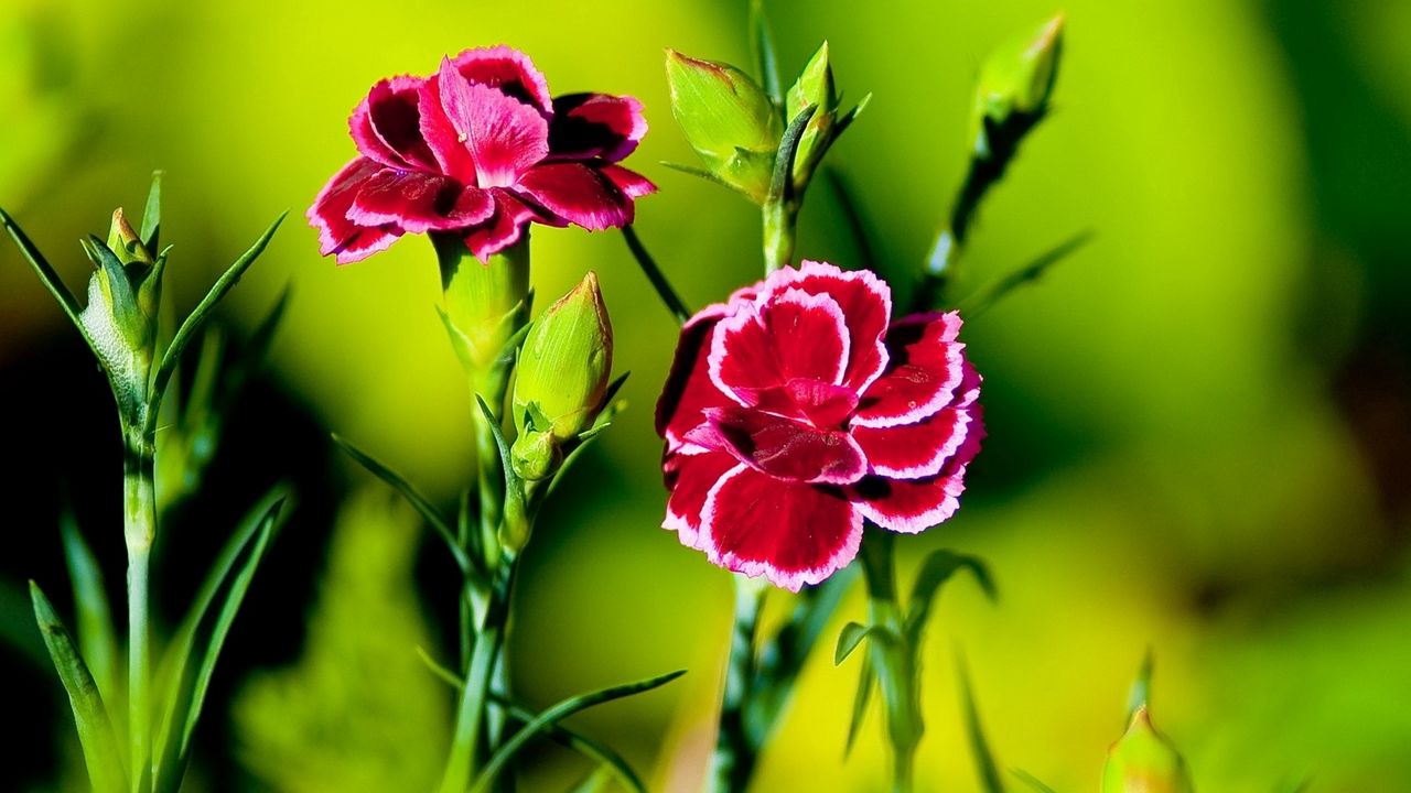 Wallpaper carnations, flowers, greenery, sharpness, green