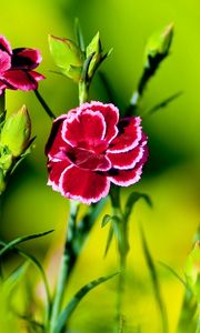 Preview wallpaper carnations, flowers, greenery, sharpness, green