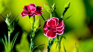 Preview wallpaper carnations, flowers, greenery, sharpness, green