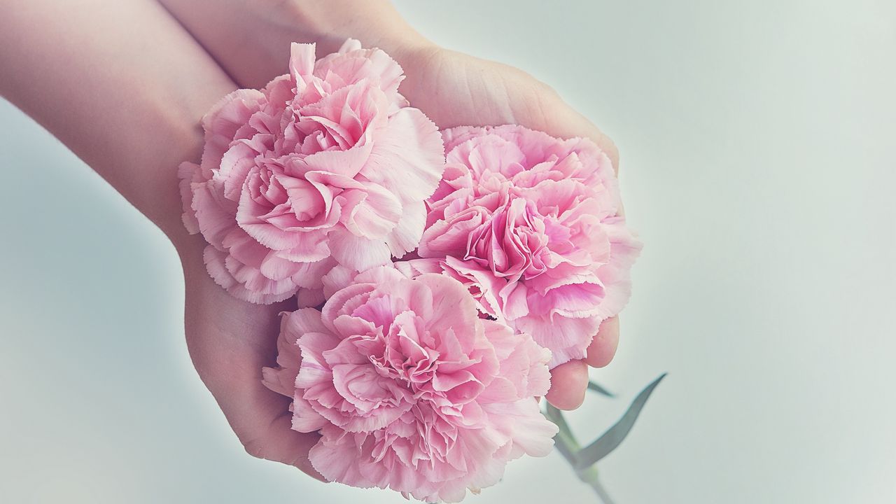 Wallpaper carnations, flowers, hands, pink