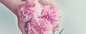 Preview wallpaper carnations, flowers, hands, pink