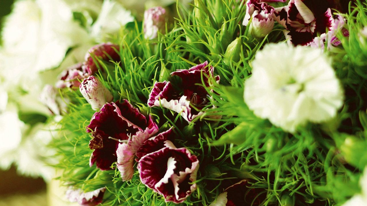 Wallpaper carnations, flowers, herbs, sharpness