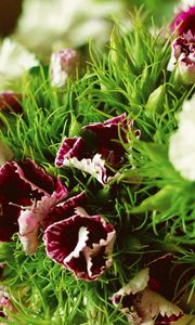 Preview wallpaper carnations, flowers, herbs, sharpness