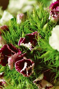 Preview wallpaper carnations, flowers, herbs, sharpness