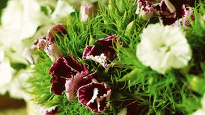 Preview wallpaper carnations, flowers, herbs, sharpness