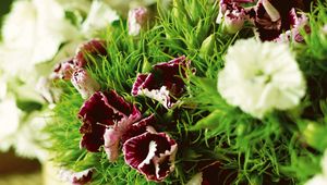 Preview wallpaper carnations, flowers, herbs, sharpness