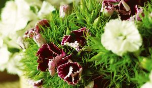 Preview wallpaper carnations, flowers, herbs, sharpness