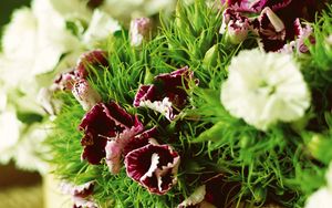 Preview wallpaper carnations, flowers, herbs, sharpness