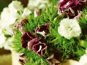 Preview wallpaper carnations, flowers, herbs, sharpness