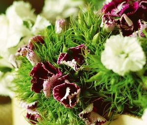 Preview wallpaper carnations, flowers, herbs, sharpness