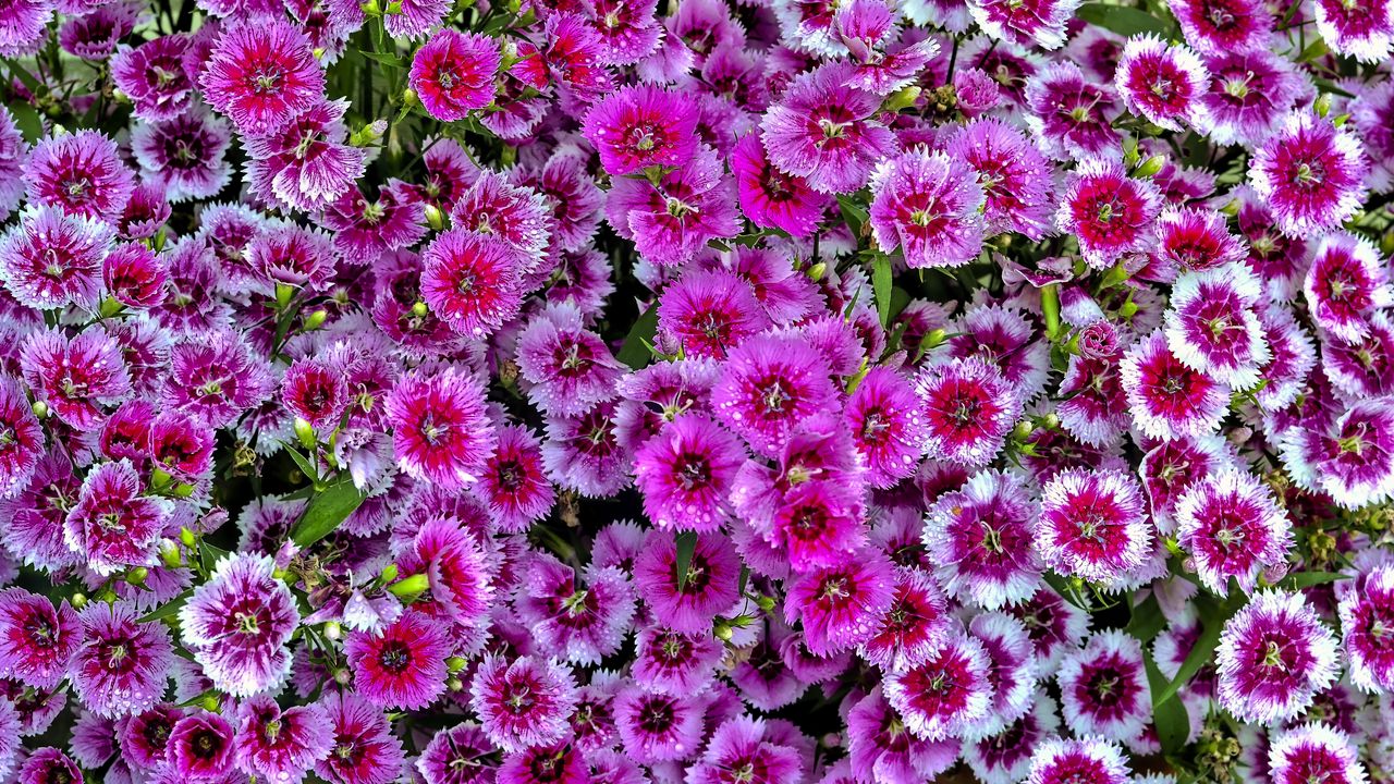 Wallpaper carnations, flowers, petals, pink