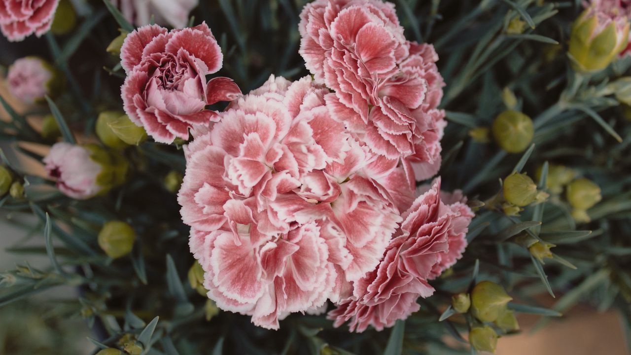 Wallpaper carnations, flowers, pink