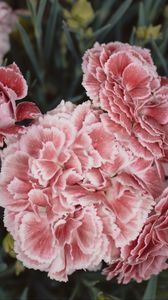 Preview wallpaper carnations, flowers, pink