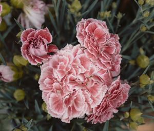Preview wallpaper carnations, flowers, pink