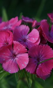 Preview wallpaper carnations, flowers, small, green