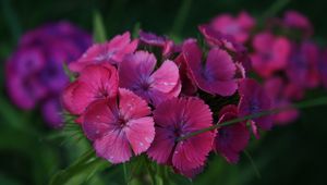 Preview wallpaper carnations, flowers, small, green