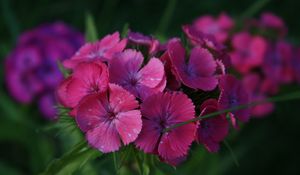 Preview wallpaper carnations, flowers, small, green