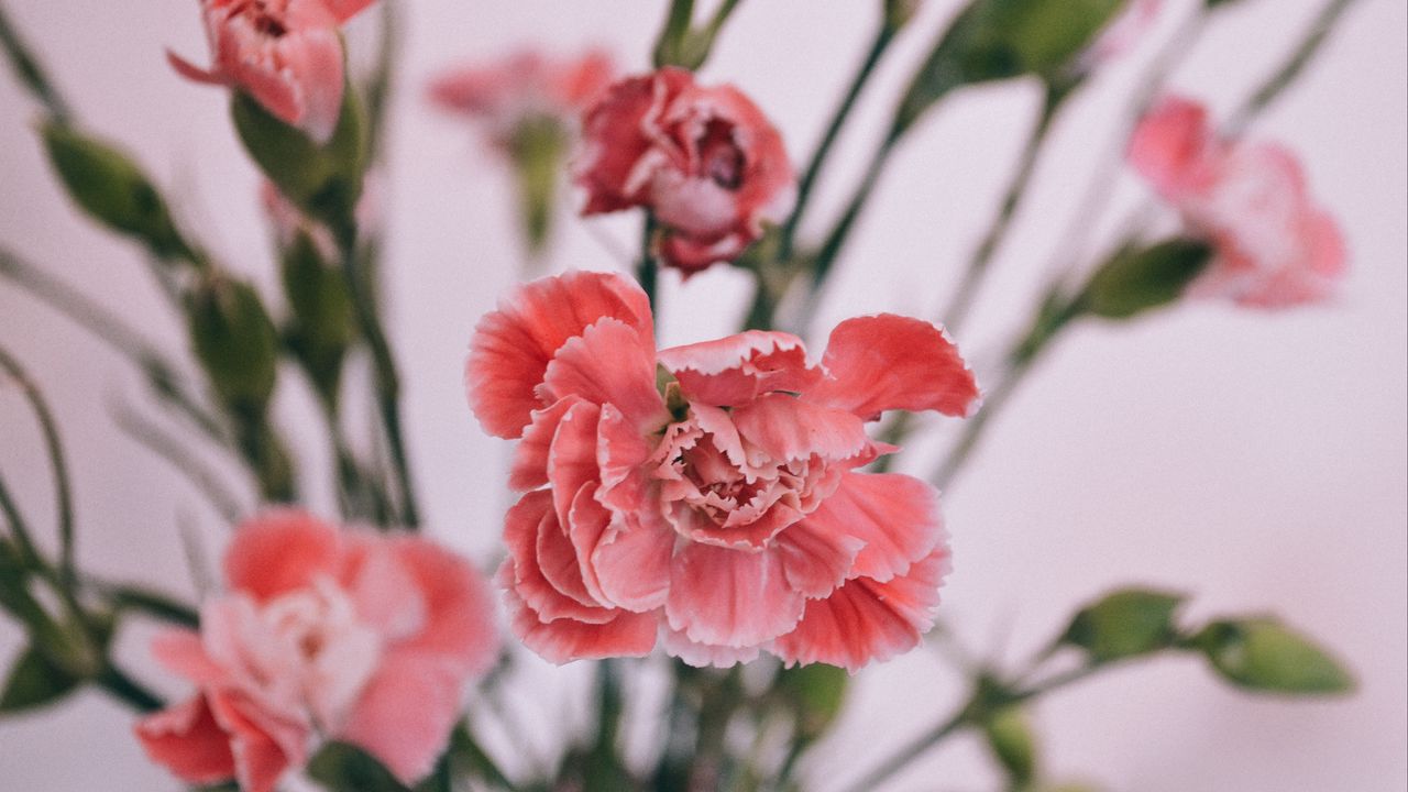 Wallpaper carnations, petals, bud, blur