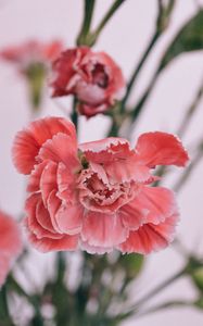 Preview wallpaper carnations, petals, bud, blur
