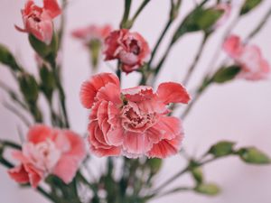 Preview wallpaper carnations, petals, bud, blur