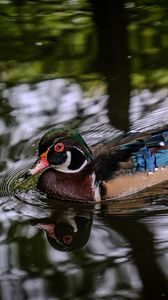 Preview wallpaper carolina duck, duck, bird, pond, water