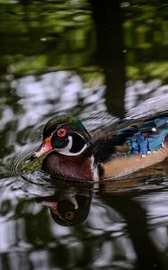 Preview wallpaper carolina duck, duck, bird, pond, water