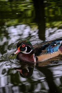 Preview wallpaper carolina duck, duck, bird, pond, water