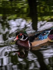 Preview wallpaper carolina duck, duck, bird, pond, water