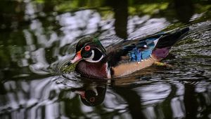 Preview wallpaper carolina duck, duck, bird, pond, water