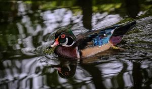 Preview wallpaper carolina duck, duck, bird, pond, water