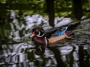 Preview wallpaper carolina duck, duck, bird, pond, water